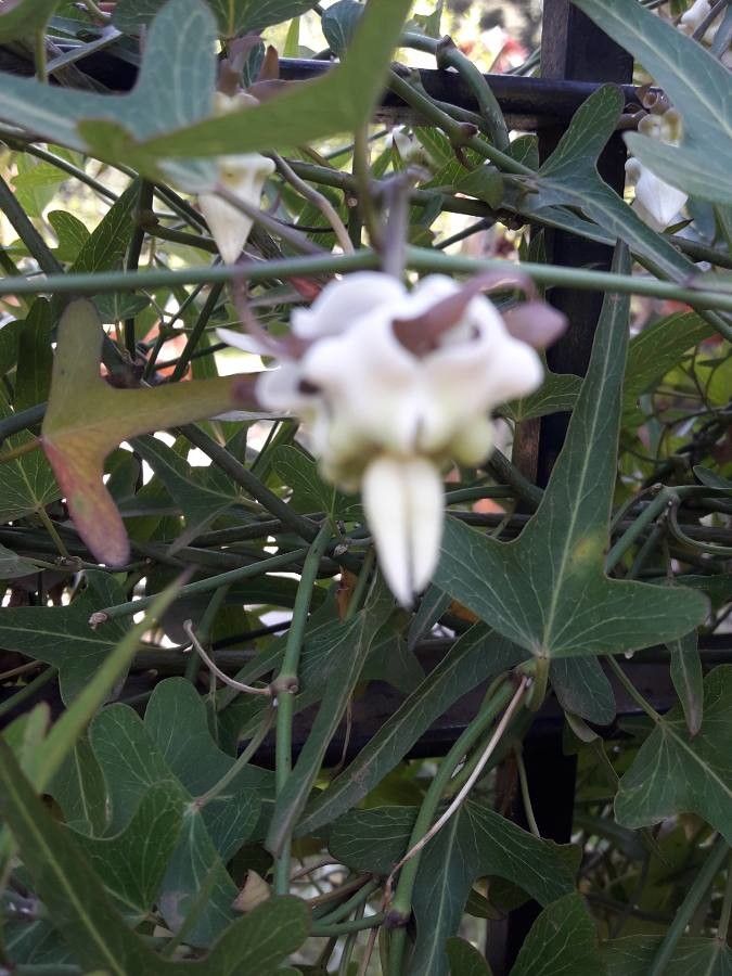 Araujia angustifolia leaf