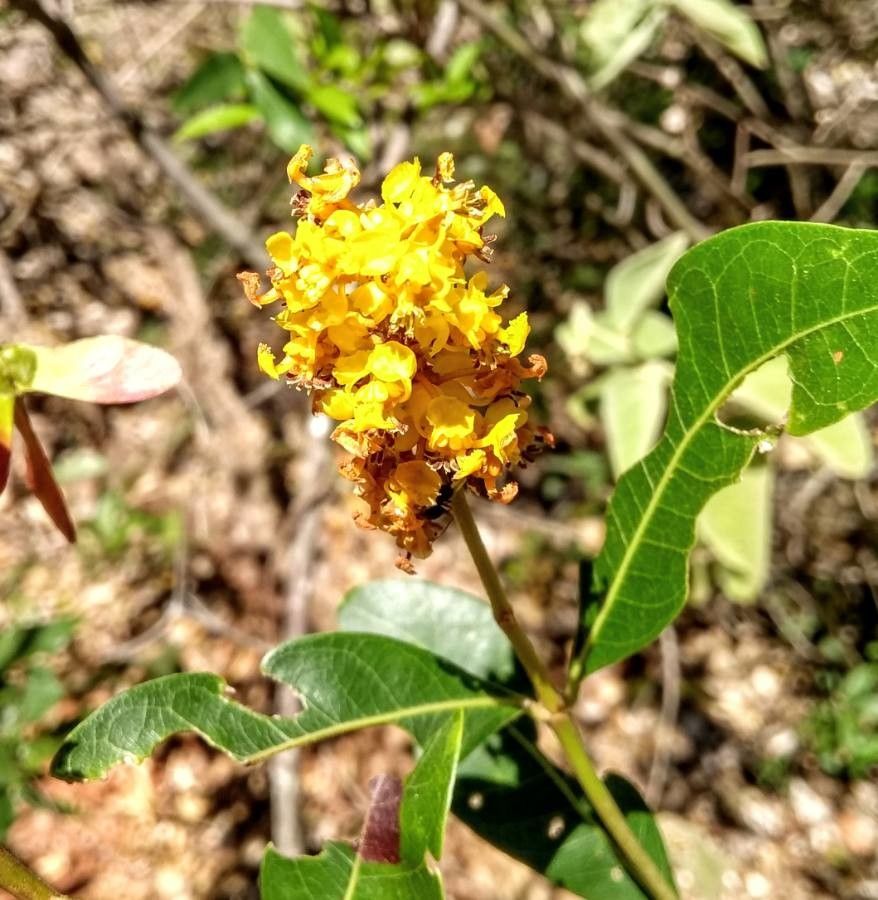Byrsonima spicata flower