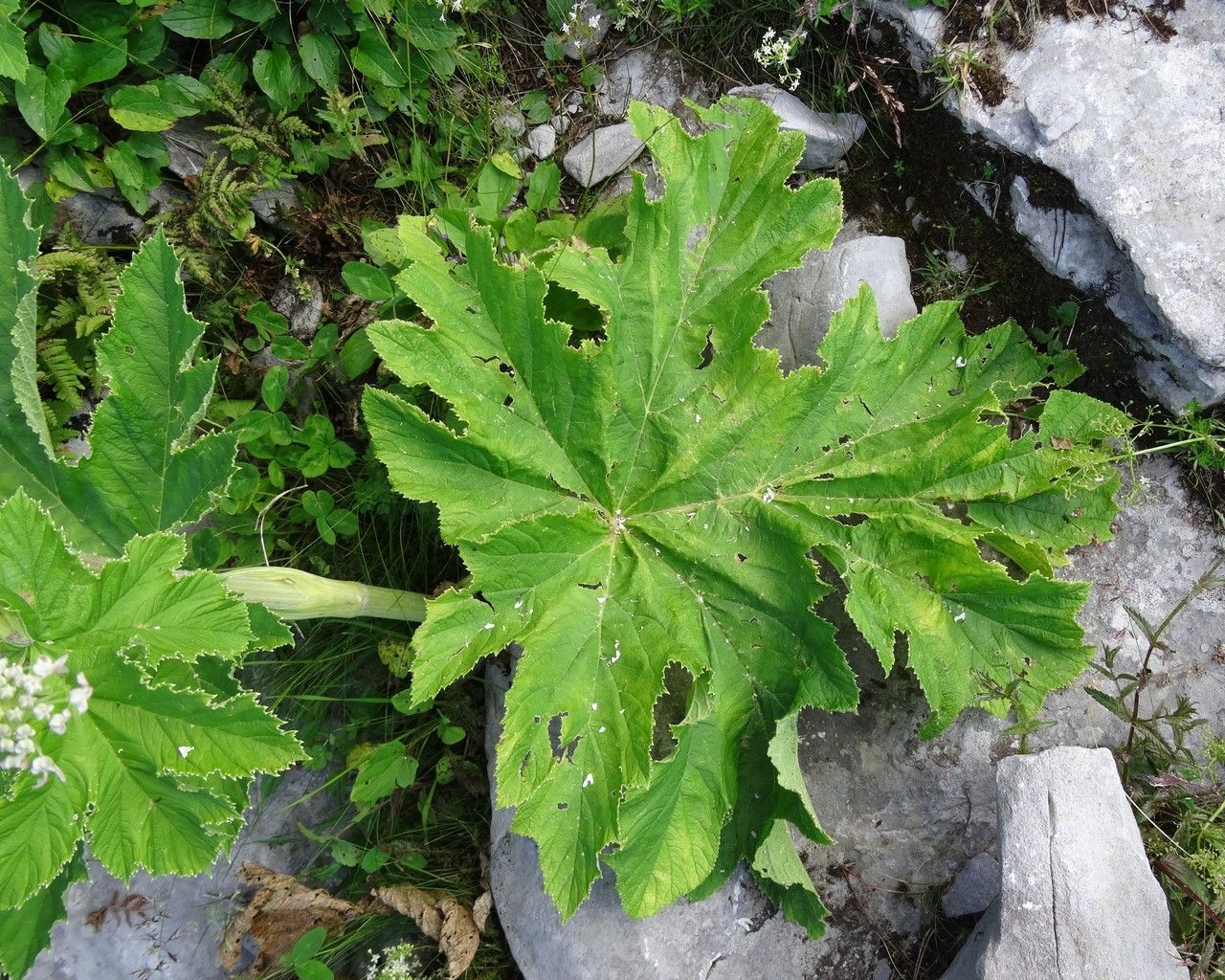 Heracleum pyrenaicum — search result for 'Heracleum'