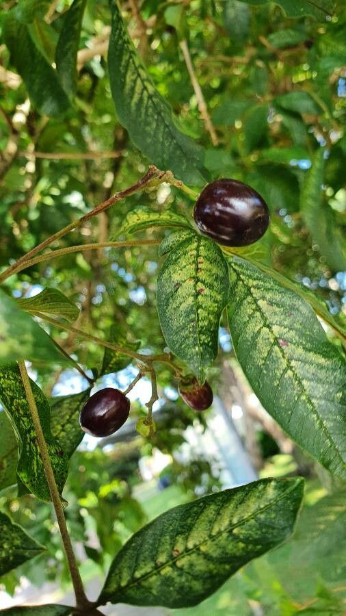 Vitex megapotamica fruit