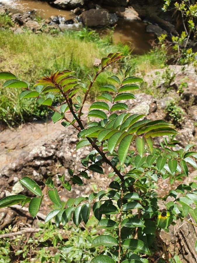Zanthoxylum usambarense leaf