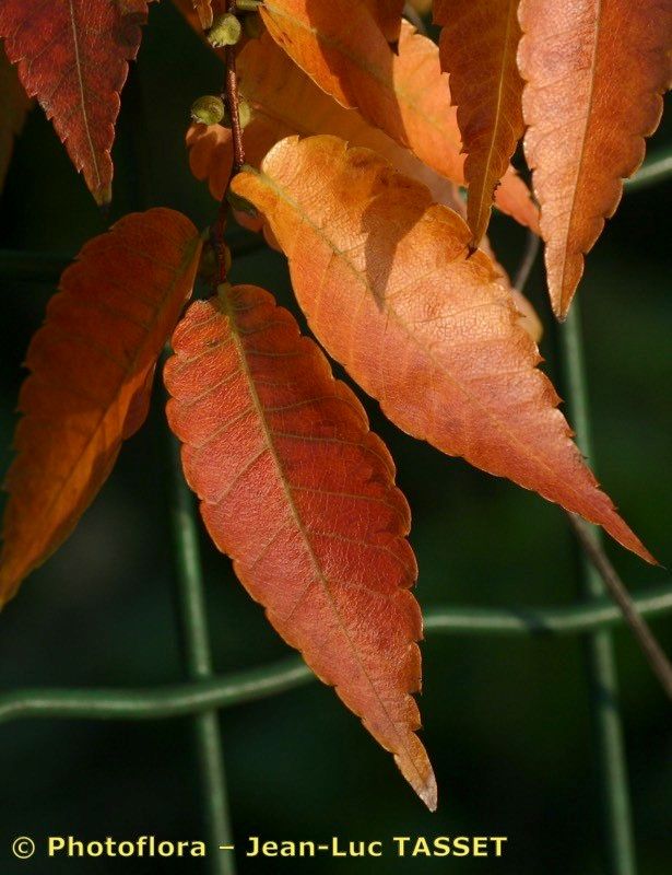 Zelkova crenata leaf
