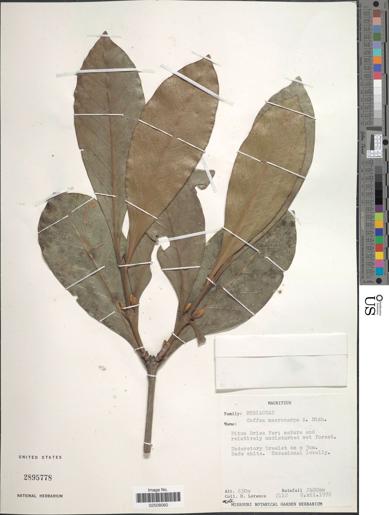 Coffea macrocarpa — search result for 'Coffea'