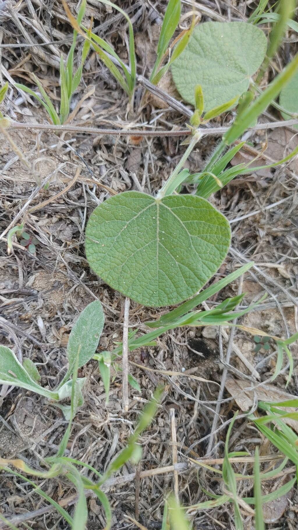 Rhynchosia americana — related species from the same genus