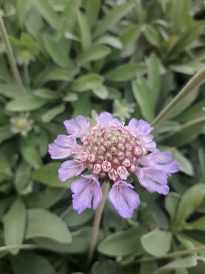 Scabiosa cretica flower