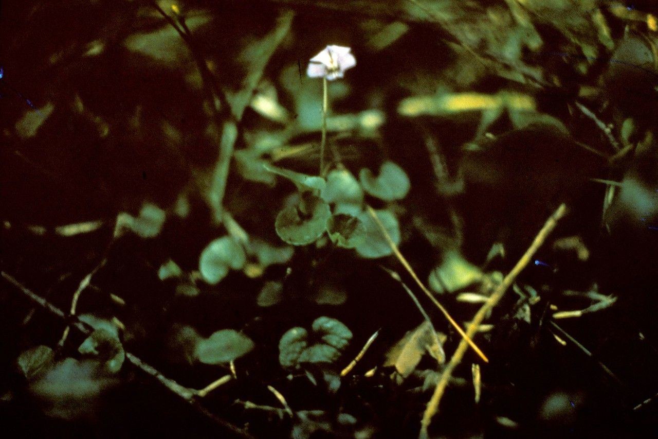 Viola walteri — search result for 'Violaceae'