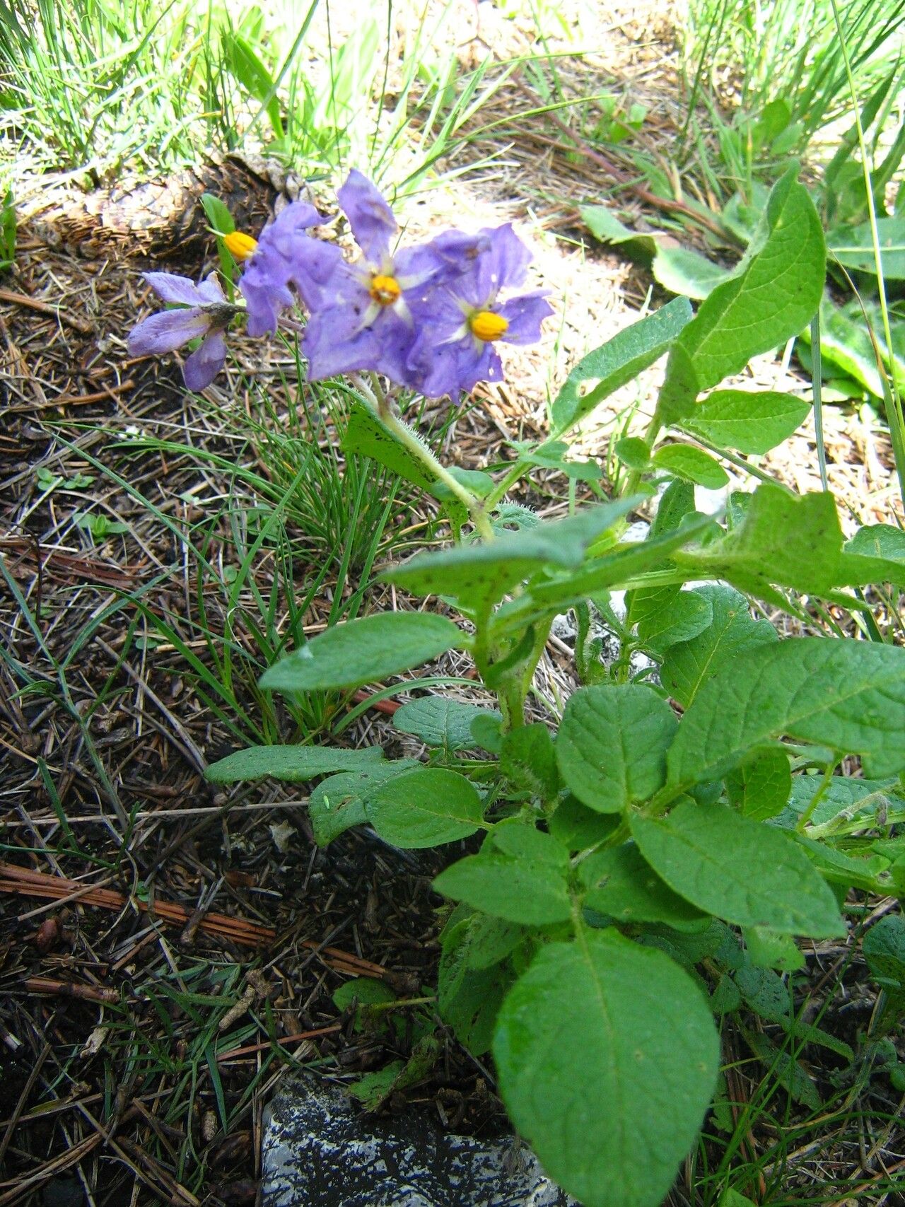 Solanum verrucosum habit
