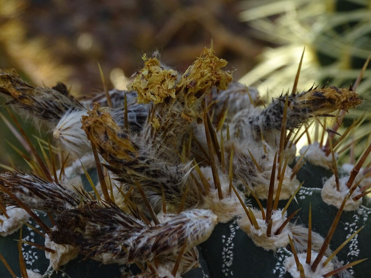 Astrophytum ornatum flower