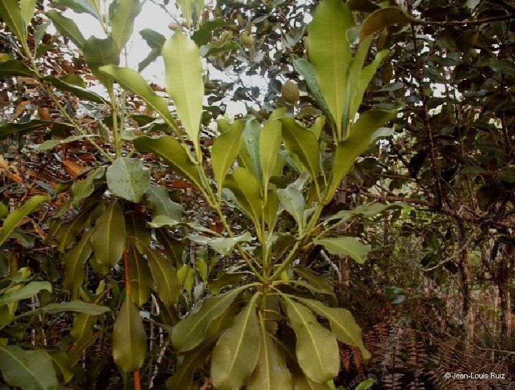 Ochrosia sevenetii habit