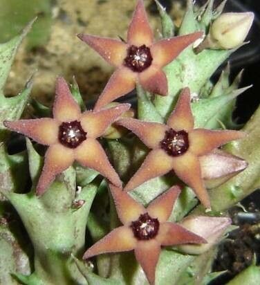 Orbea subterranea — search result for 'Orbea'