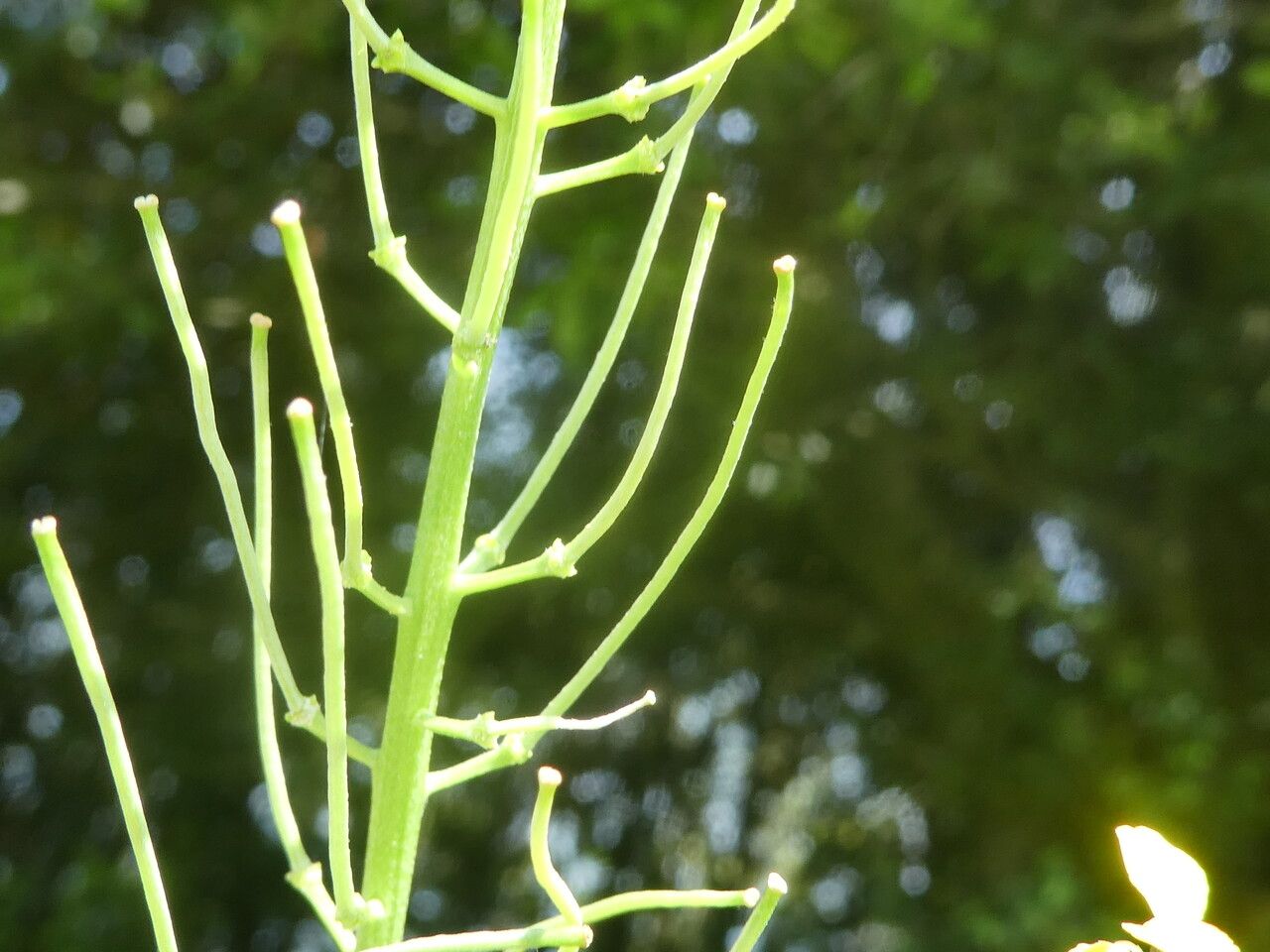 Sisymbrium erysimoides fruit
