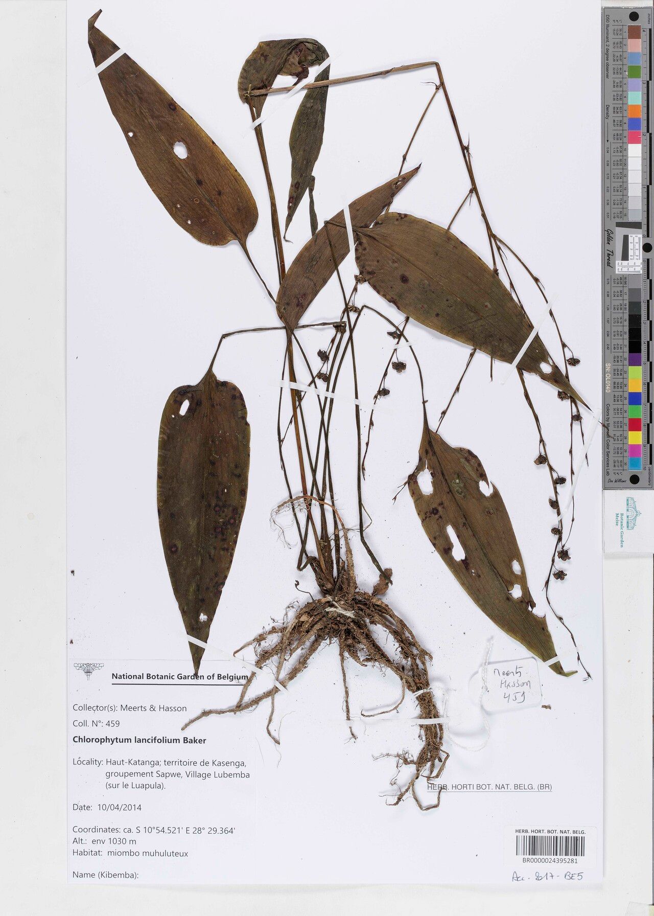 Chlorophytum lancifolium — search result for 'Chlorophytum'