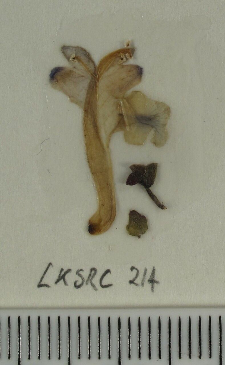 Scutellaria violacea — houseplant care guide