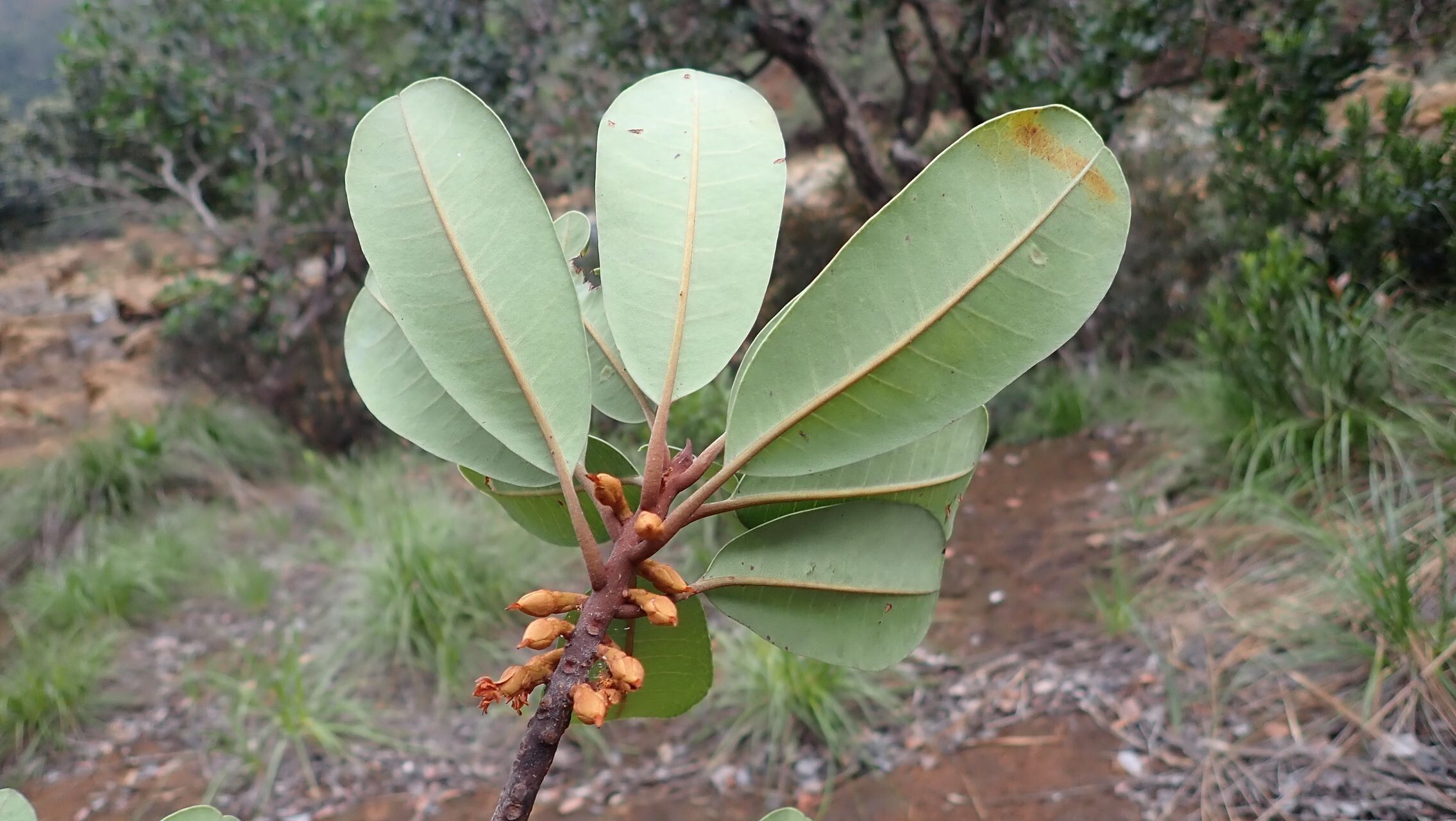 Pichonia balansae leaf