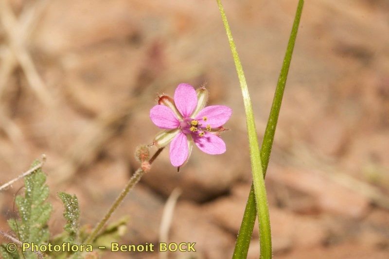 Erodium neuradifolium habit