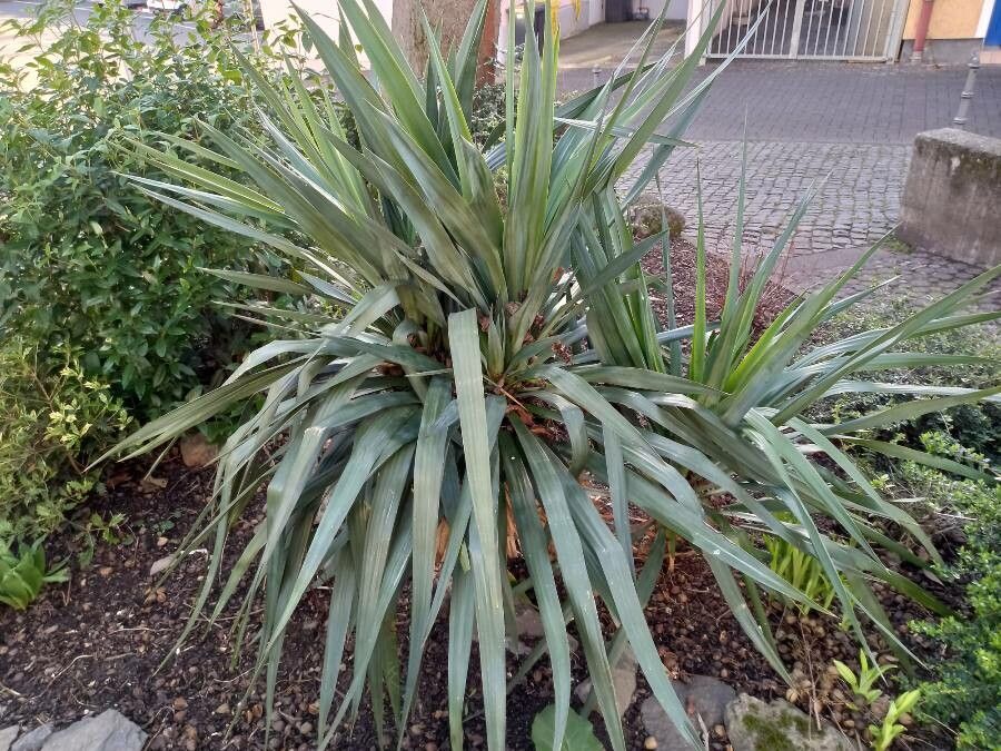 Yucca recurvifolia habit