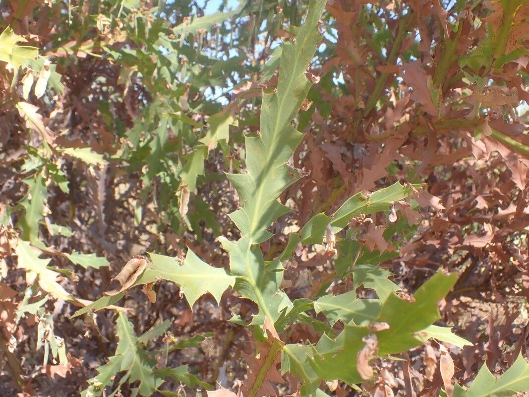 Bossiaea bossiaeoides — related species from the same genus