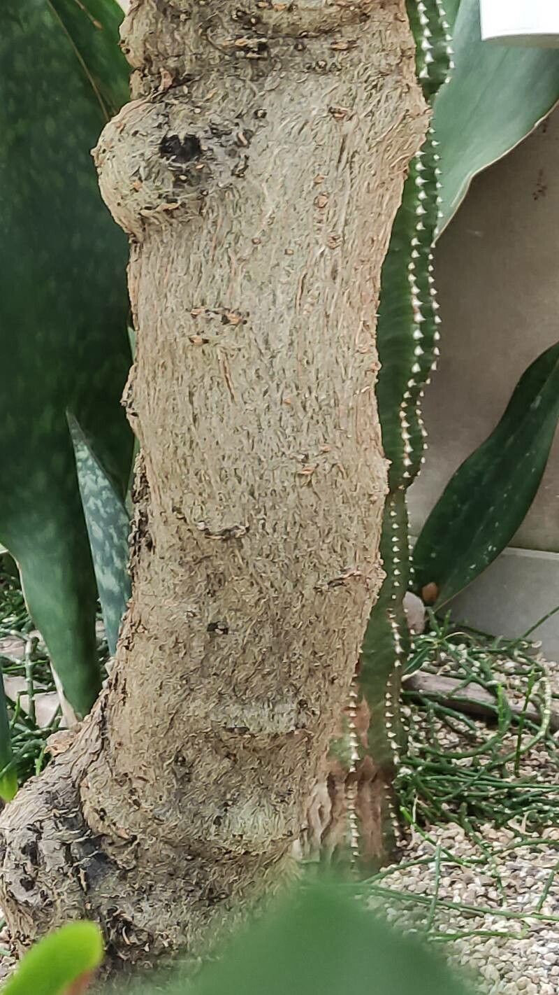Uncarina peltata bark