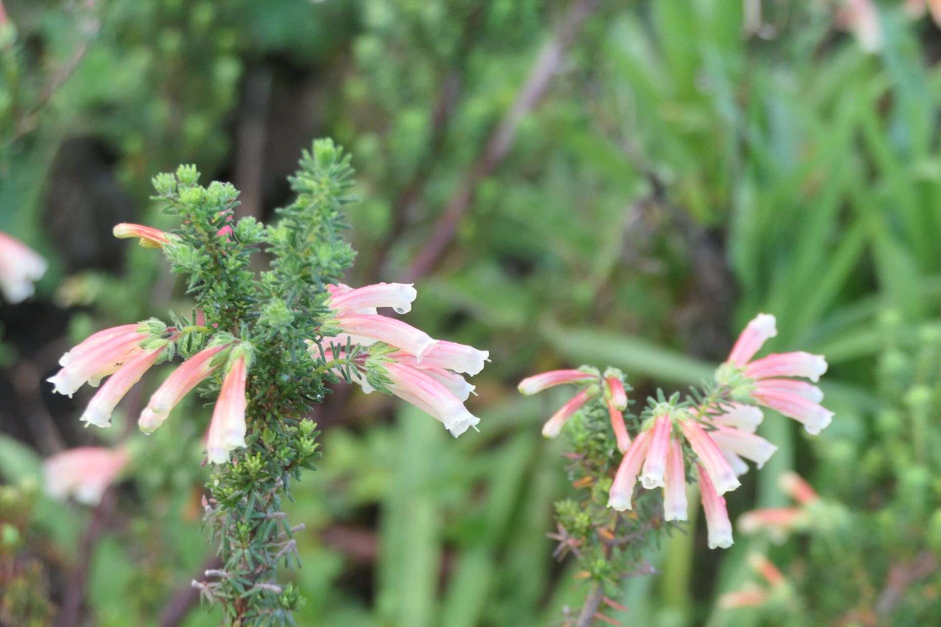 Erica cyrilliflora flower