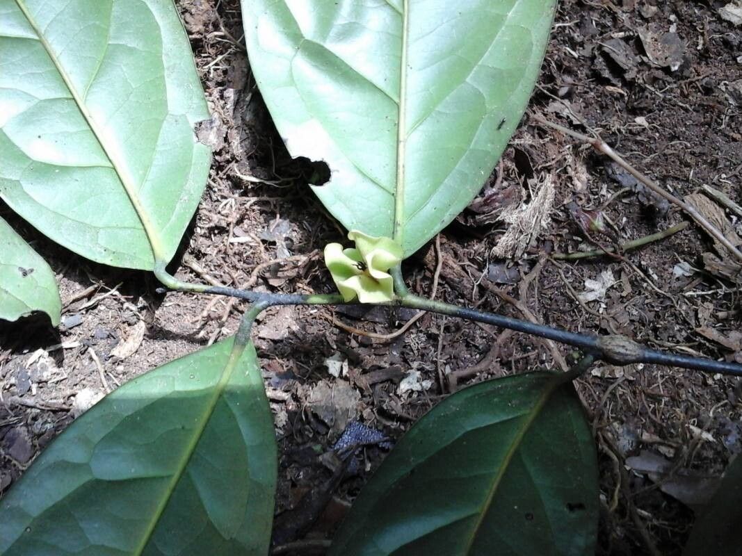 Diospyros bipindensis — houseplant care guide