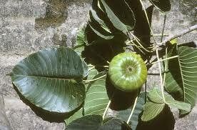 Hura polyandra fruit