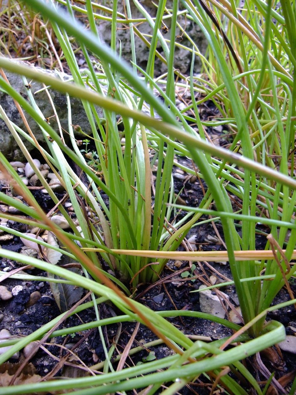 Bulbine annua habit