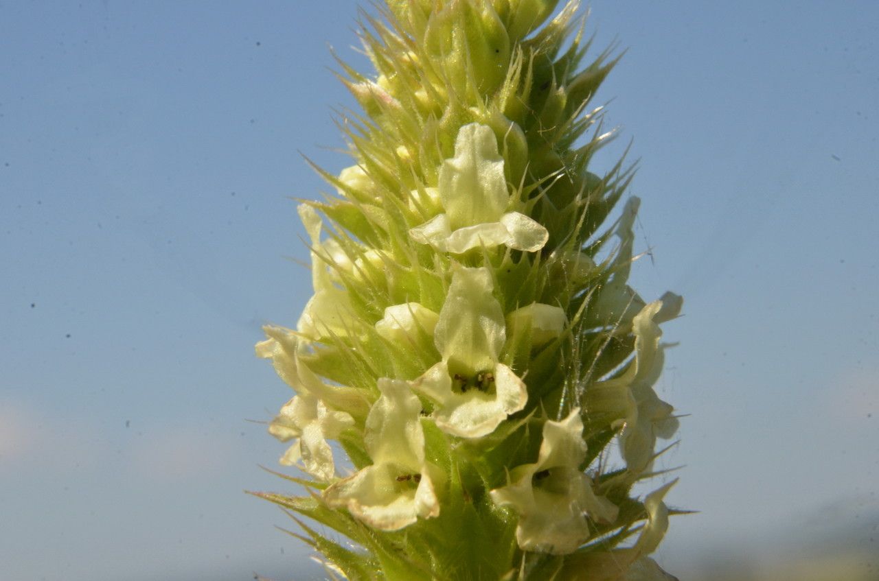 Sideritis hyssopifolia flower