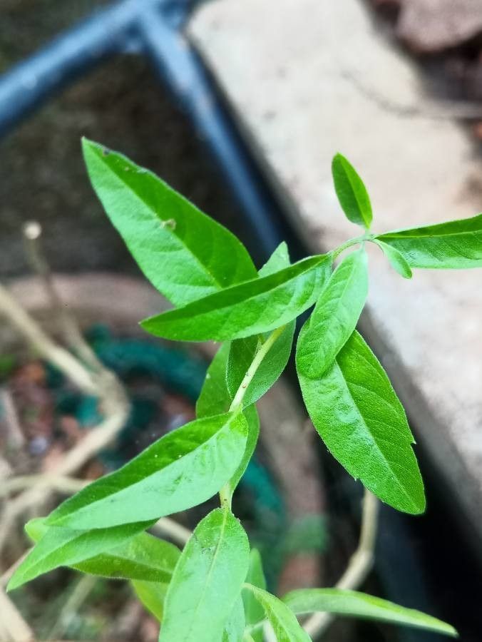 Verbena × argentina leaf
