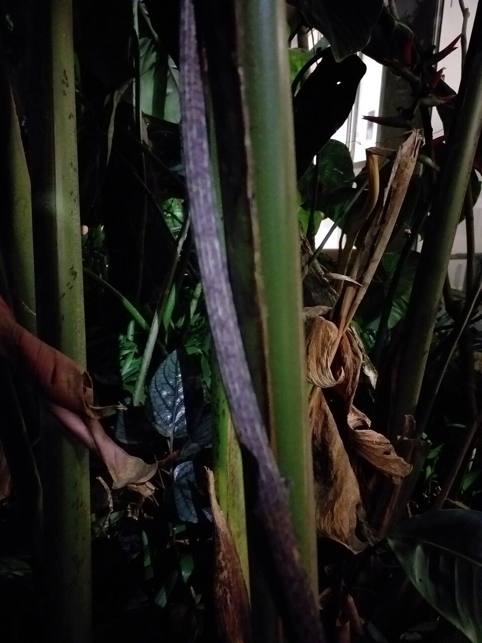 Heliconia metallica bark