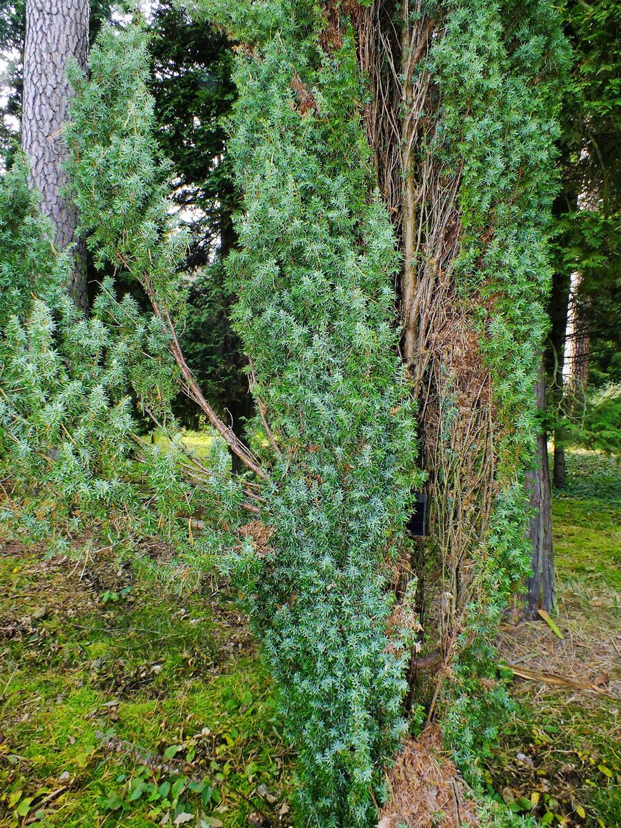 Juniperus rigida bark