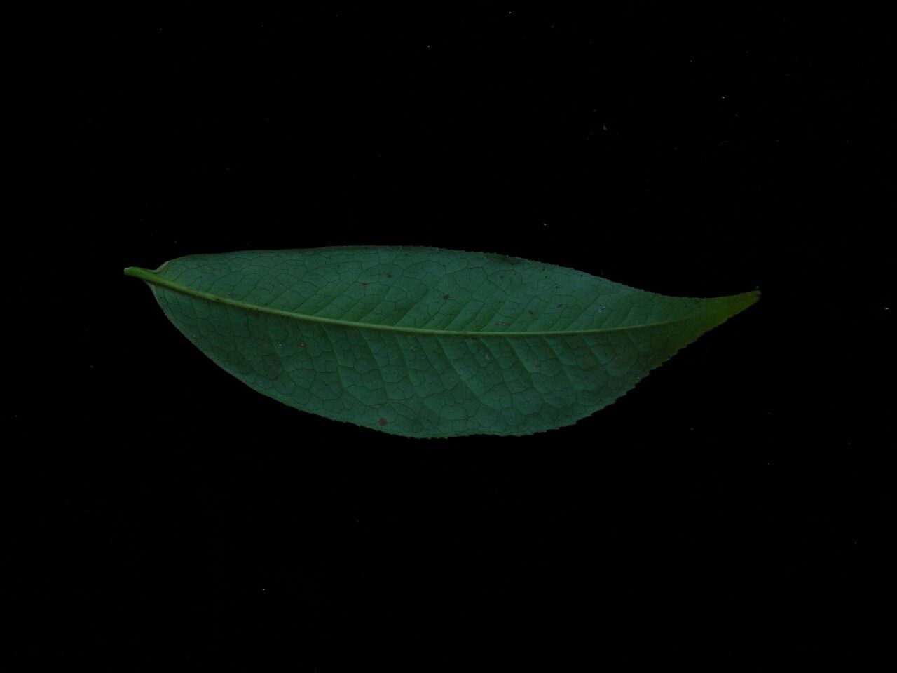 Eurya cerasifolia habit