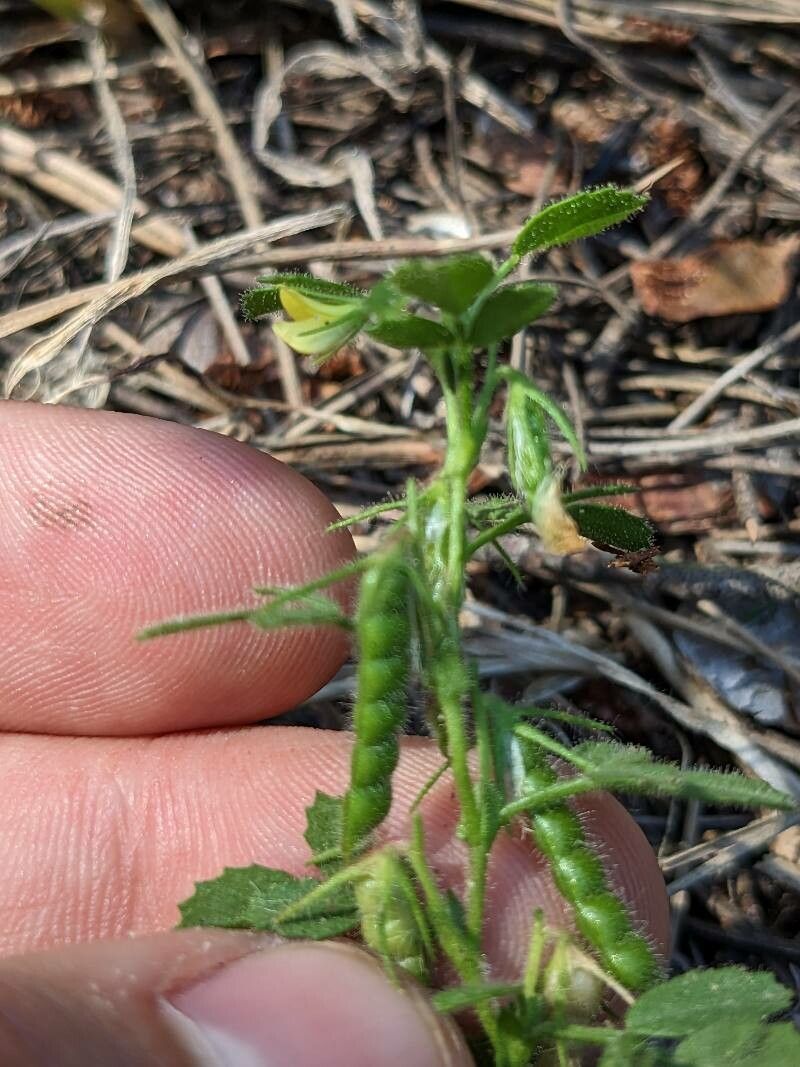 Ononis ornithopodioides fruit