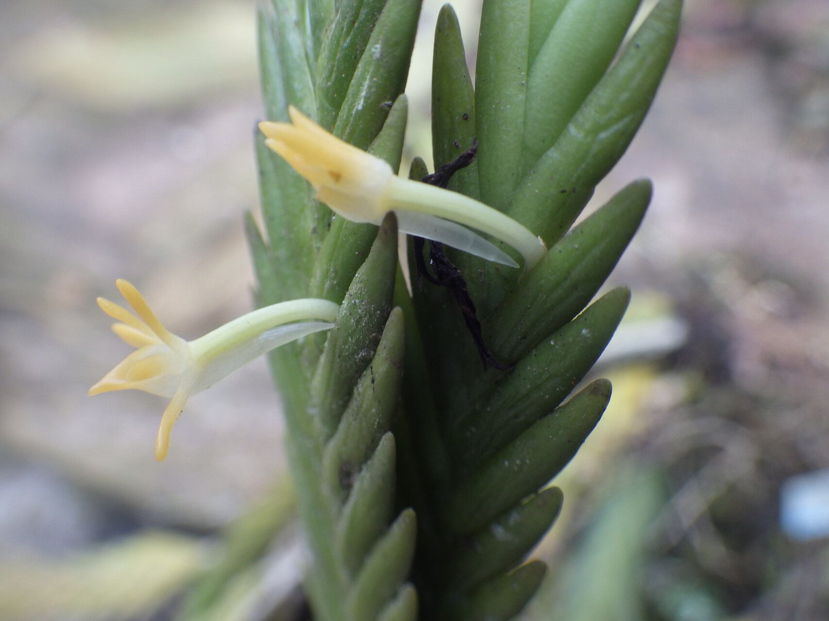 Angraecum podochiloides flower