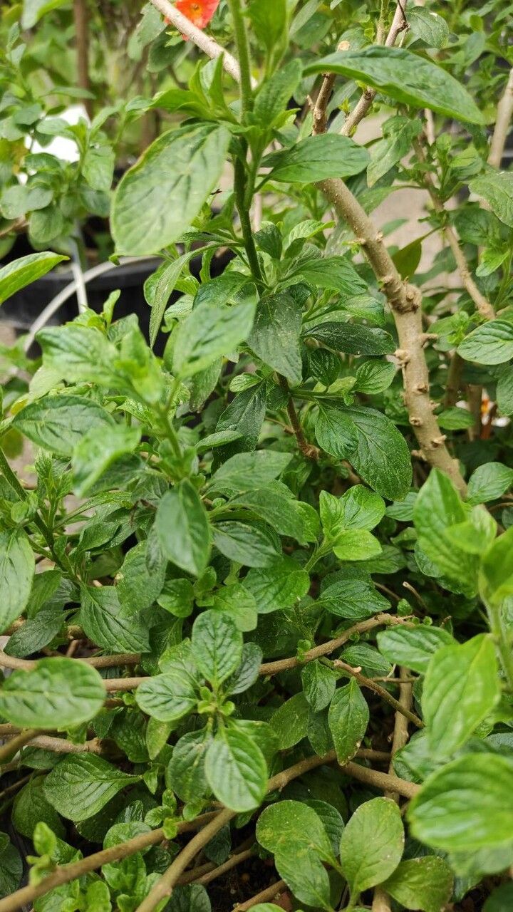 Streptosolen jamesonii leaf