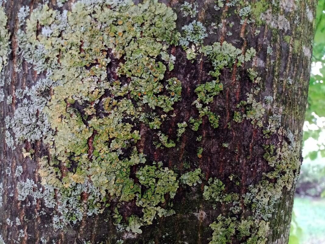 Azolla filiculoides bark