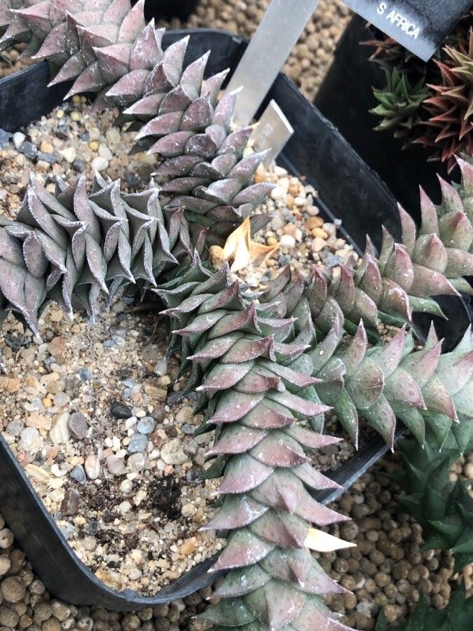 Haworthia scabra leaf