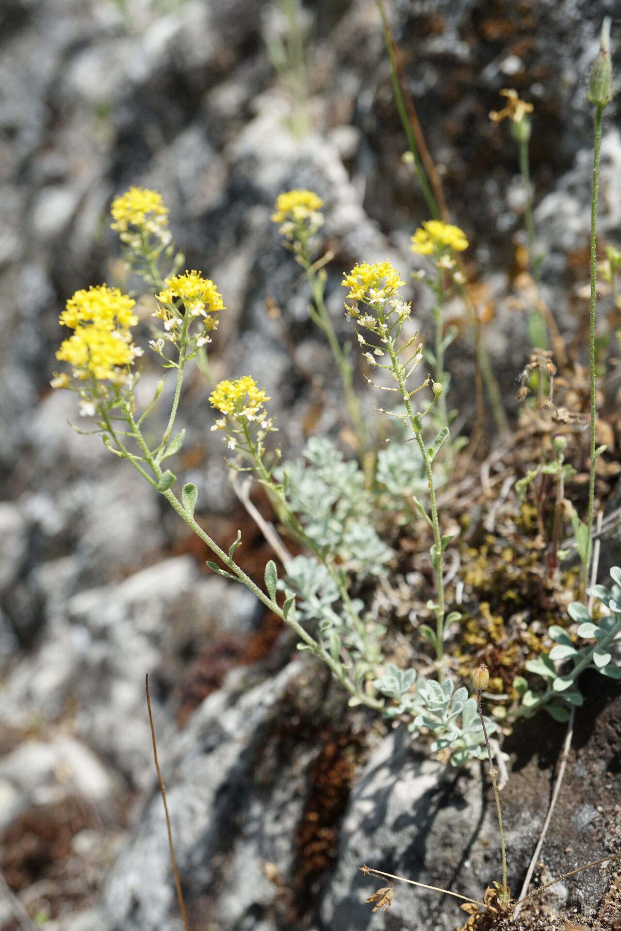 Odontarrhena obtusifolia flower