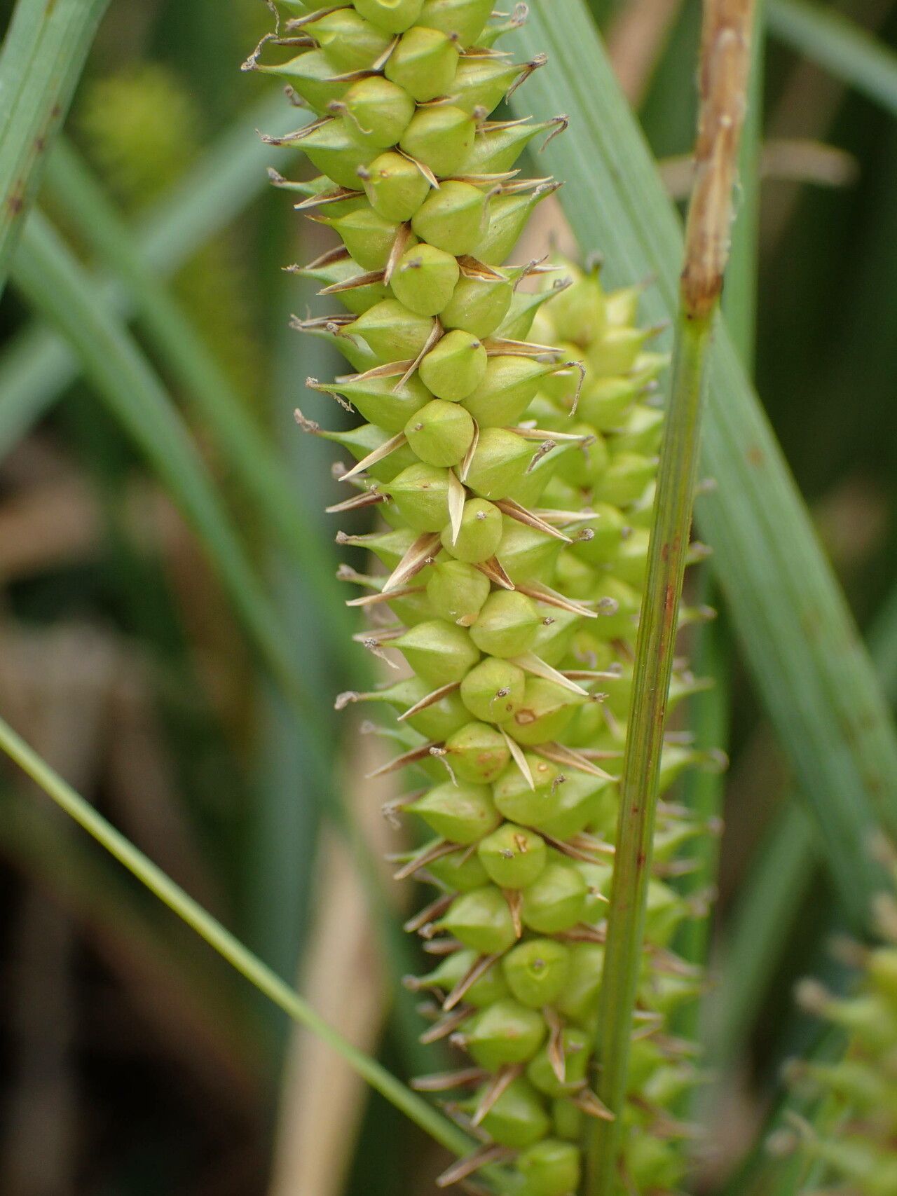 Carex rostrata fruit