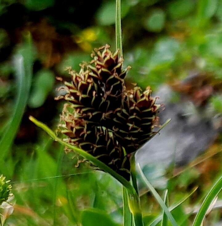 Carex parviflora flower