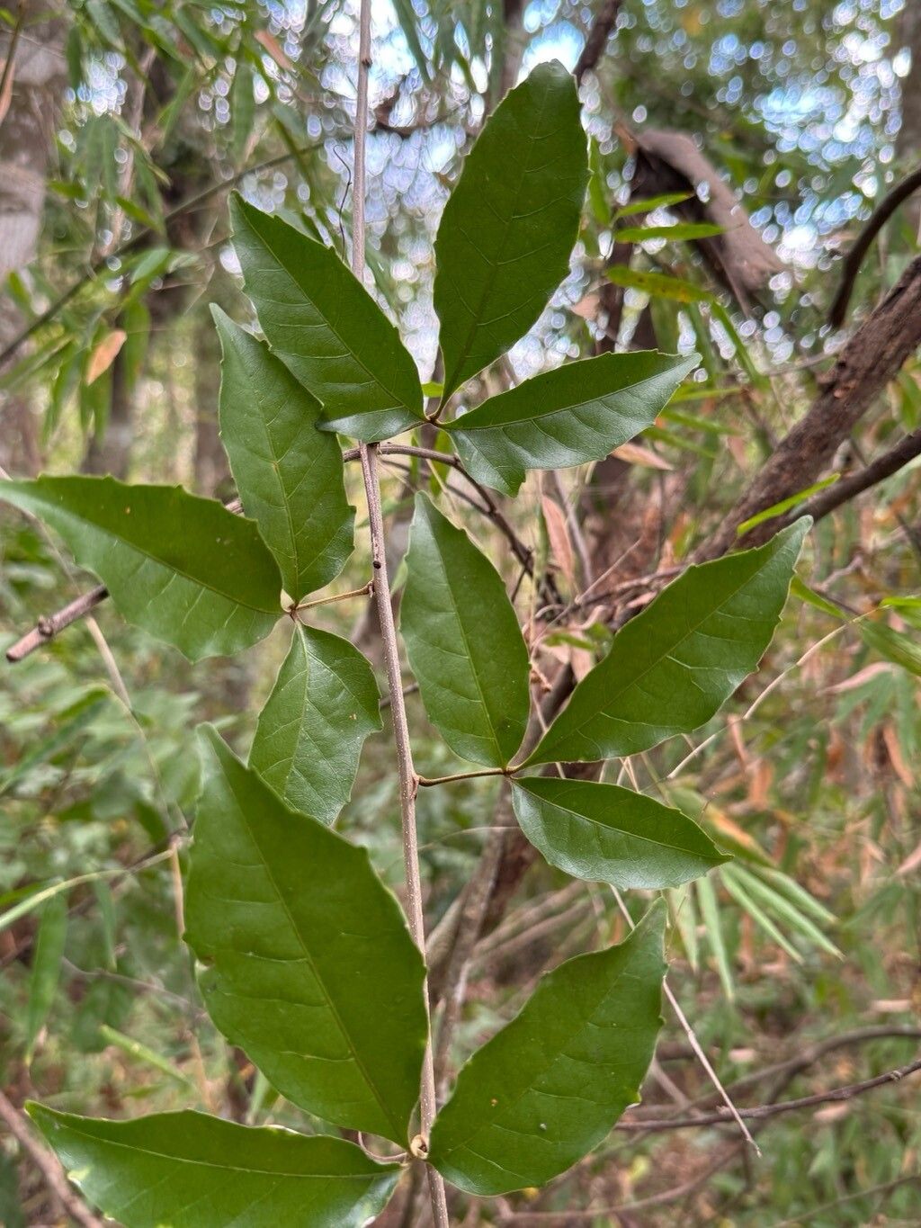 Paullinia ternata — search result for 'Paullinia'
