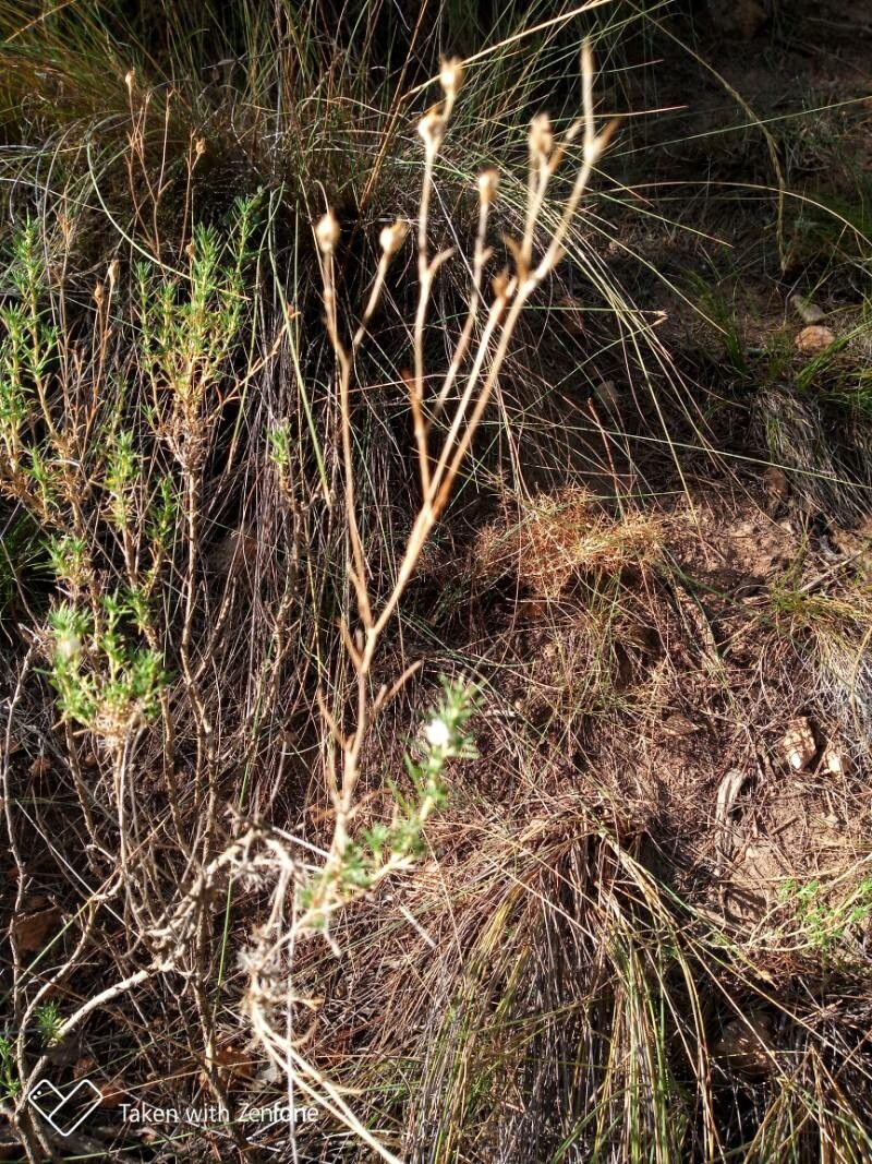 Linum suffruticosum fruit