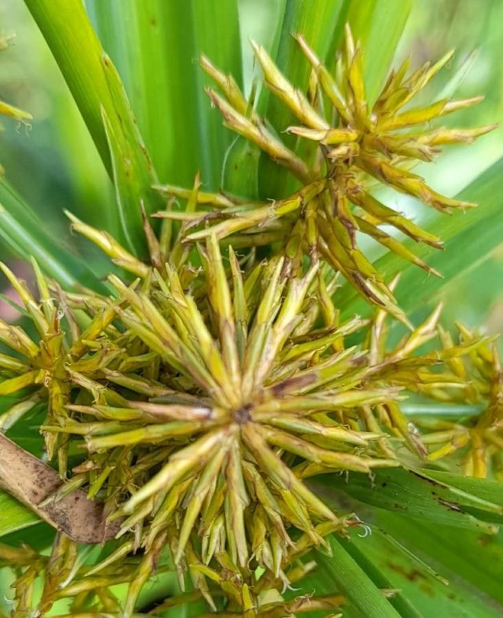 Cyperus odoratus fruit