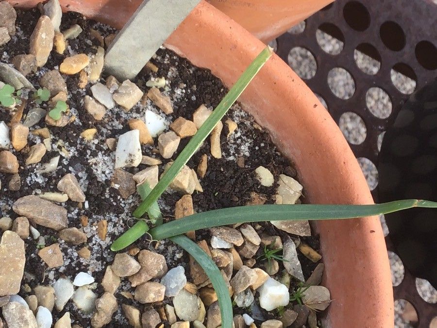 Lapiedra martinezii — search result for 'Narcissus'