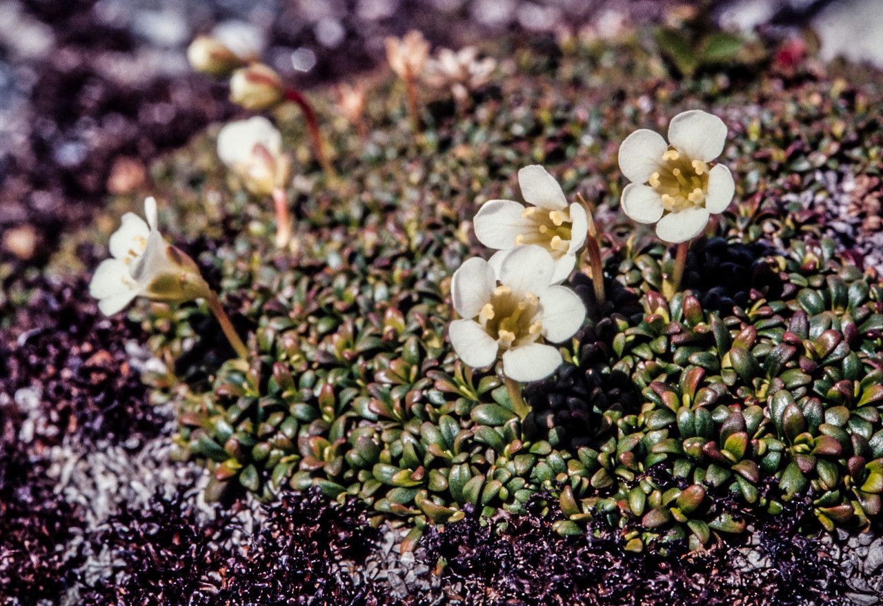 Diapensia lapponica flower