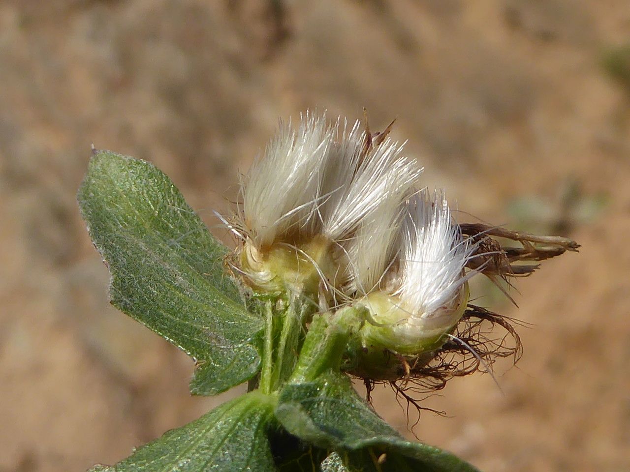 Centaurea pectinata fruit