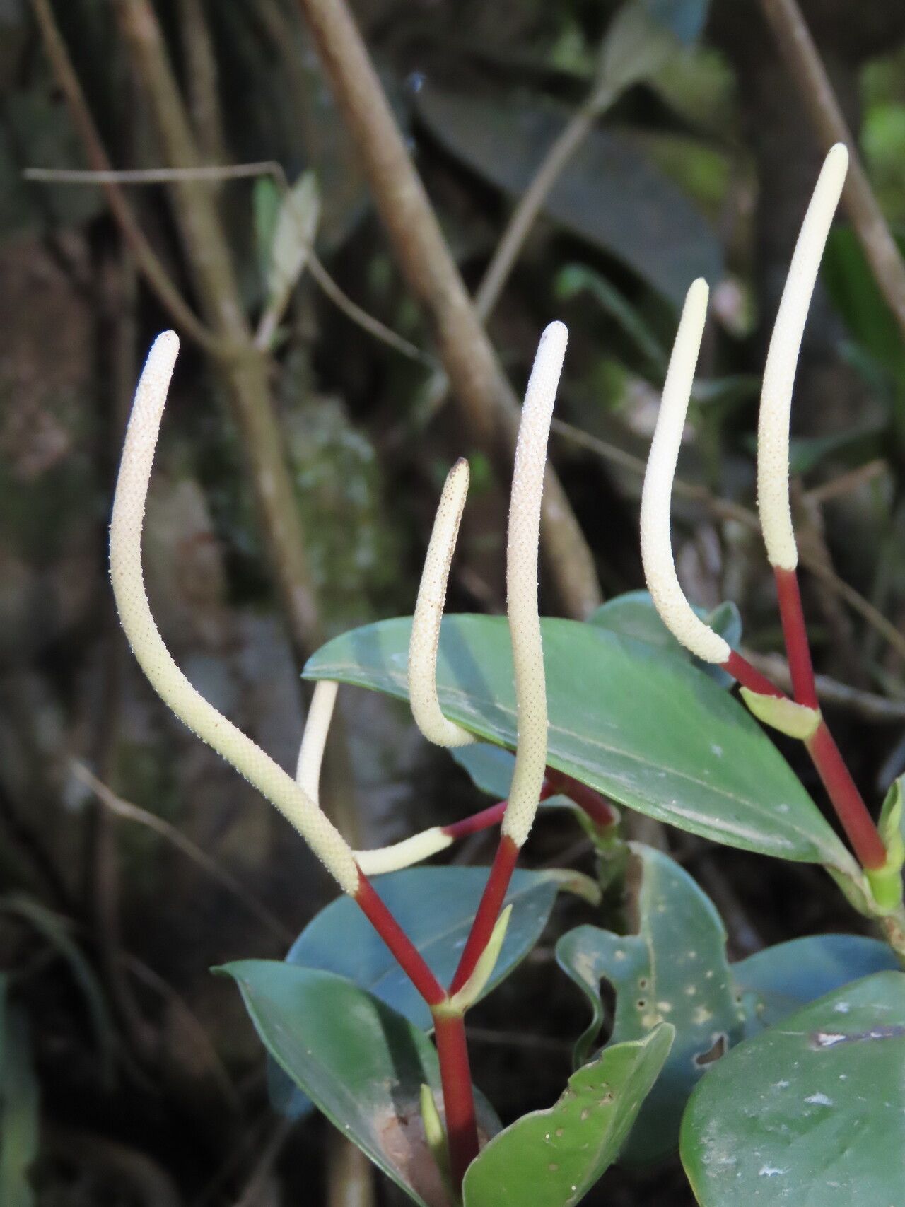 Peperomia pseudoalpina flower