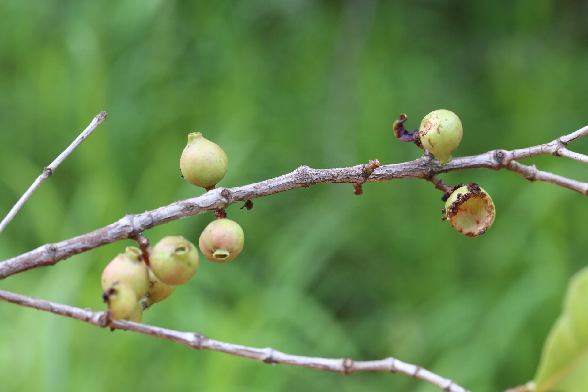 Memecylon flavovirens fruit