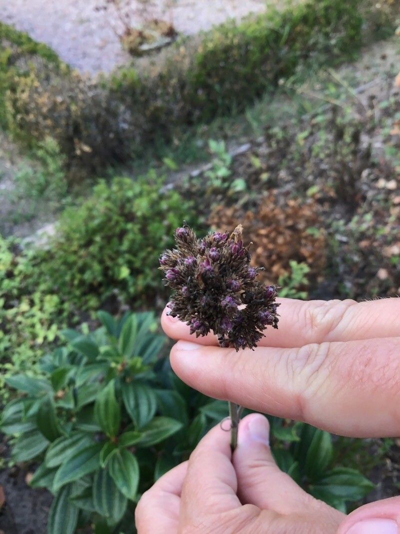 Phacelia californica fruit