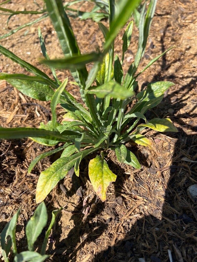 Ammobium alatum — houseplant care guide