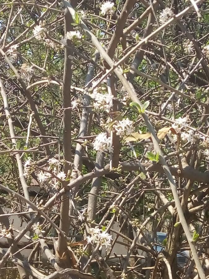 Ehretia rigida flower